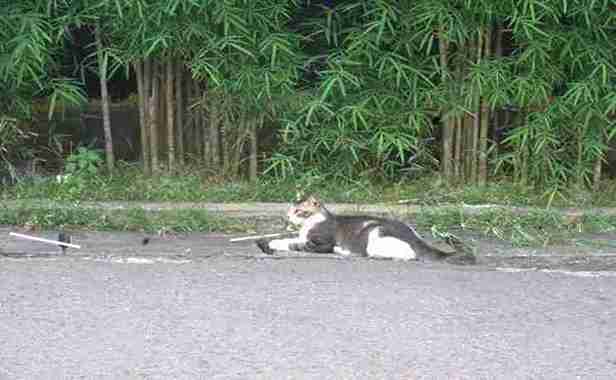 ulasan-minolta-md-50mm