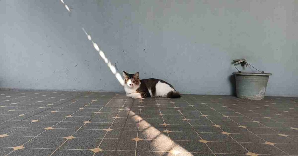 review-menggunakan-mode-pro-kamera-galaxy-a15